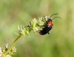 Heliotaurus ruficollis