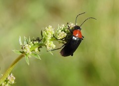 Heliotaurus ruficollis