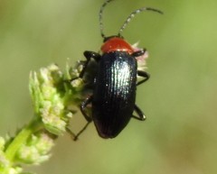 Heliotaurus ruficollis