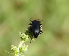 Heliotaurus ruficollis
