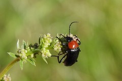 Heliotaurus ruficollis