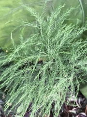 Image of Asparagus officinalis
