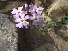 Verbena atacamensis
