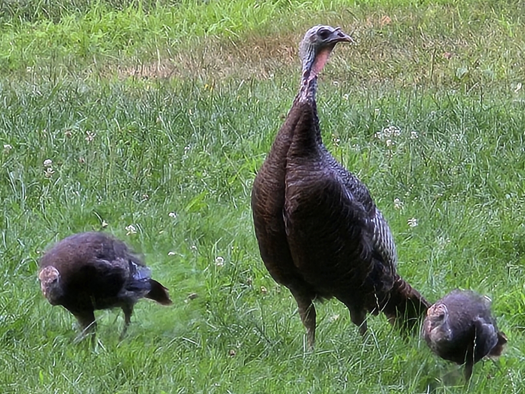 Eastern Wild Turkey