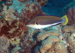 Cirrhilabrus punctatus