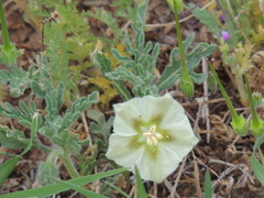 Chamaesaracha coniodes