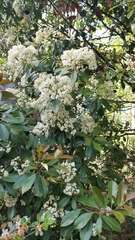 Photinia × fraseri