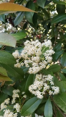 Photinia × fraseri