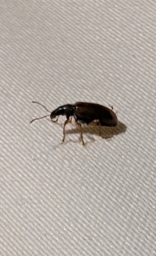 Brown Leaf Weevil photo 6