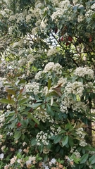 Photinia × fraseri