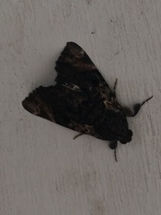 Catephia linteola