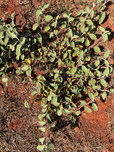 Waltheria indica observed 2025-05-24