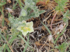 Chamaesaracha coniodes