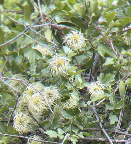 Clematis lasiantha, photograph 6