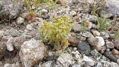 Chorizanthe corrugata