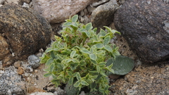 Chorizanthe corrugata