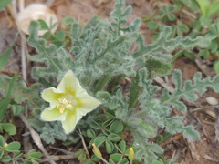 Chamaesaracha coniodes