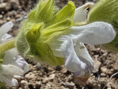 Salvia cadmica, photograph (c) Serdar Ölez, some rights reserved (CC BY-SA)