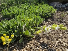 Salvia cadmica