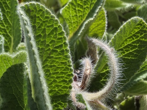 Salvia cadmica, photograph 3