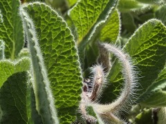 Salvia cadmica, photograph (c) Serdar Ölez, some rights reserved (CC BY-SA)
