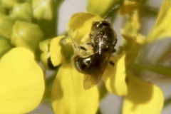 Dialictus