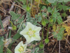 Chamaesaracha coniodes