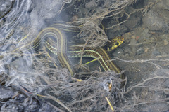 Thamnophis eques scotti