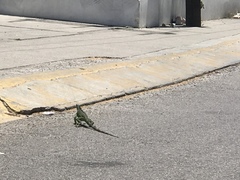 Iguana iguana