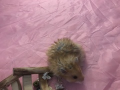 Mesocricetus auratus