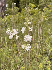 Penstemon tubaeflorus, photograph (c) Nathan Aaron, some rights reserved (CC BY)