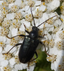 Brachysomida californica
