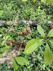 Disholcaspis globosa