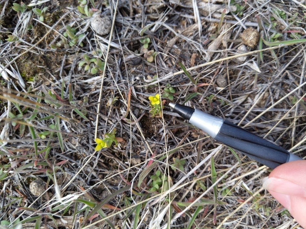Curveseed Butterwort from Pocatello, ID, USA on April 07, 2020 at 0235