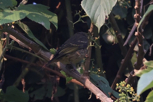 iNaturalist image