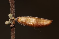 Indigofera obcordata