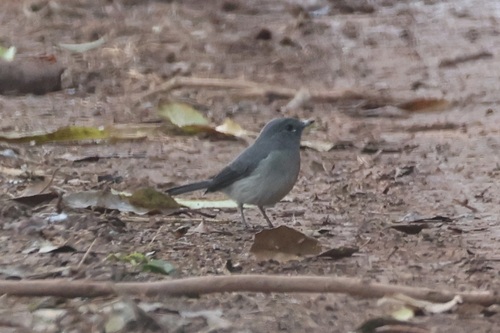 White-eyed Slaty Flycatcher (Melaenornis fischeri), photo 3