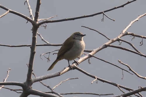 Slender-billed Greenbul (Stelgidillas gracilirostris), photo 10