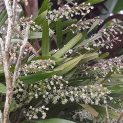 Scaphyglottis micrantha