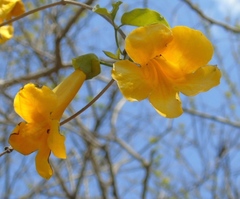 Adenocalymma inundatum