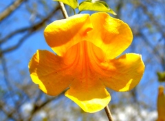 Adenocalymma inundatum