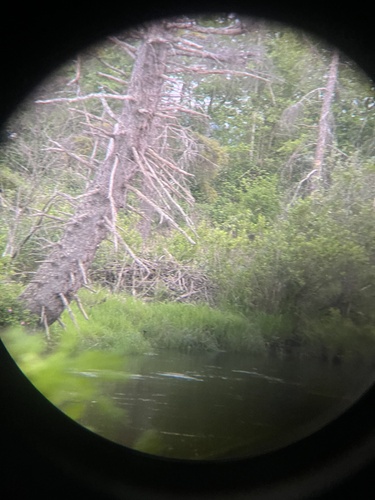 lodge observation 5