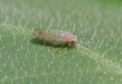 Acizzia acaciaebaileyanae