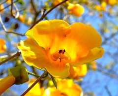 Adenocalymma inundatum