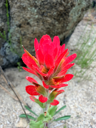 iNaturalist observation photo of Camp Martin paintbrush