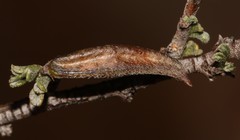 Indigofera obcordata