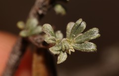 Indigofera obcordata