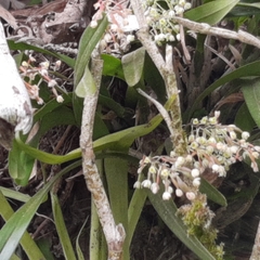 Scaphyglottis micrantha