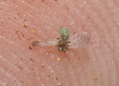 Acizzia acaciaebaileyanae