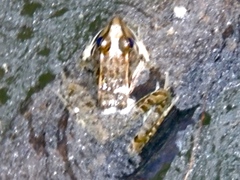 Lithobates magnaocularis